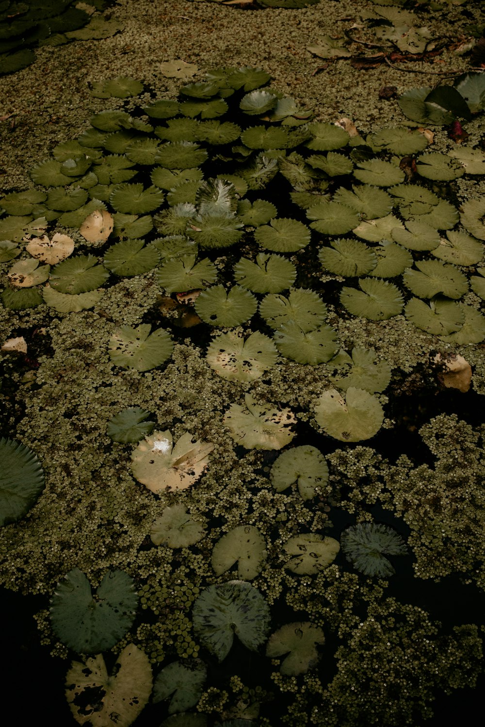 a pond filled with lots of green plants