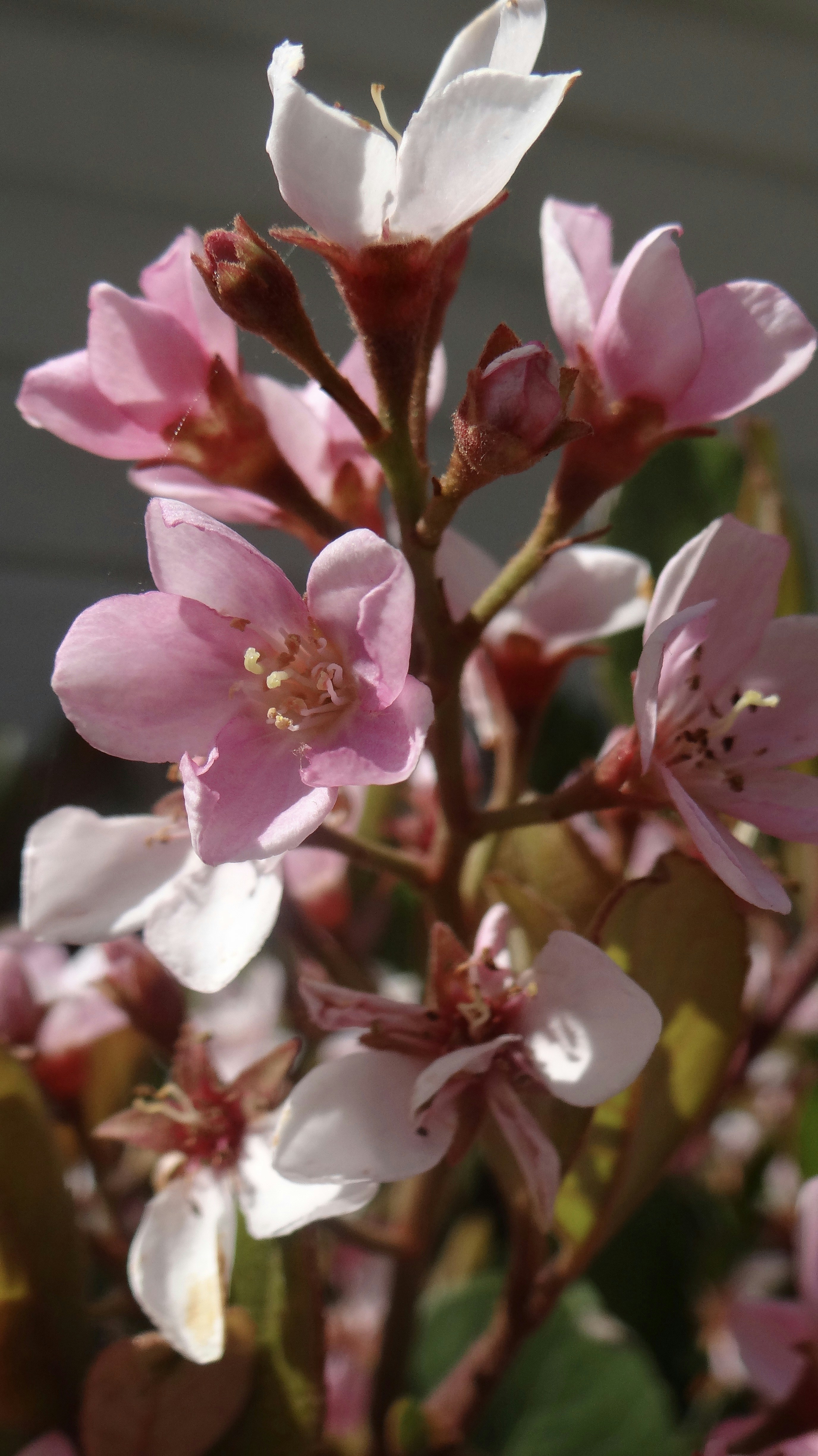 Photo by meshaxphotography