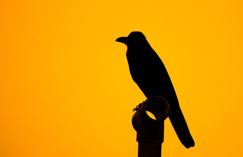 a black bird sitting on top of a pole