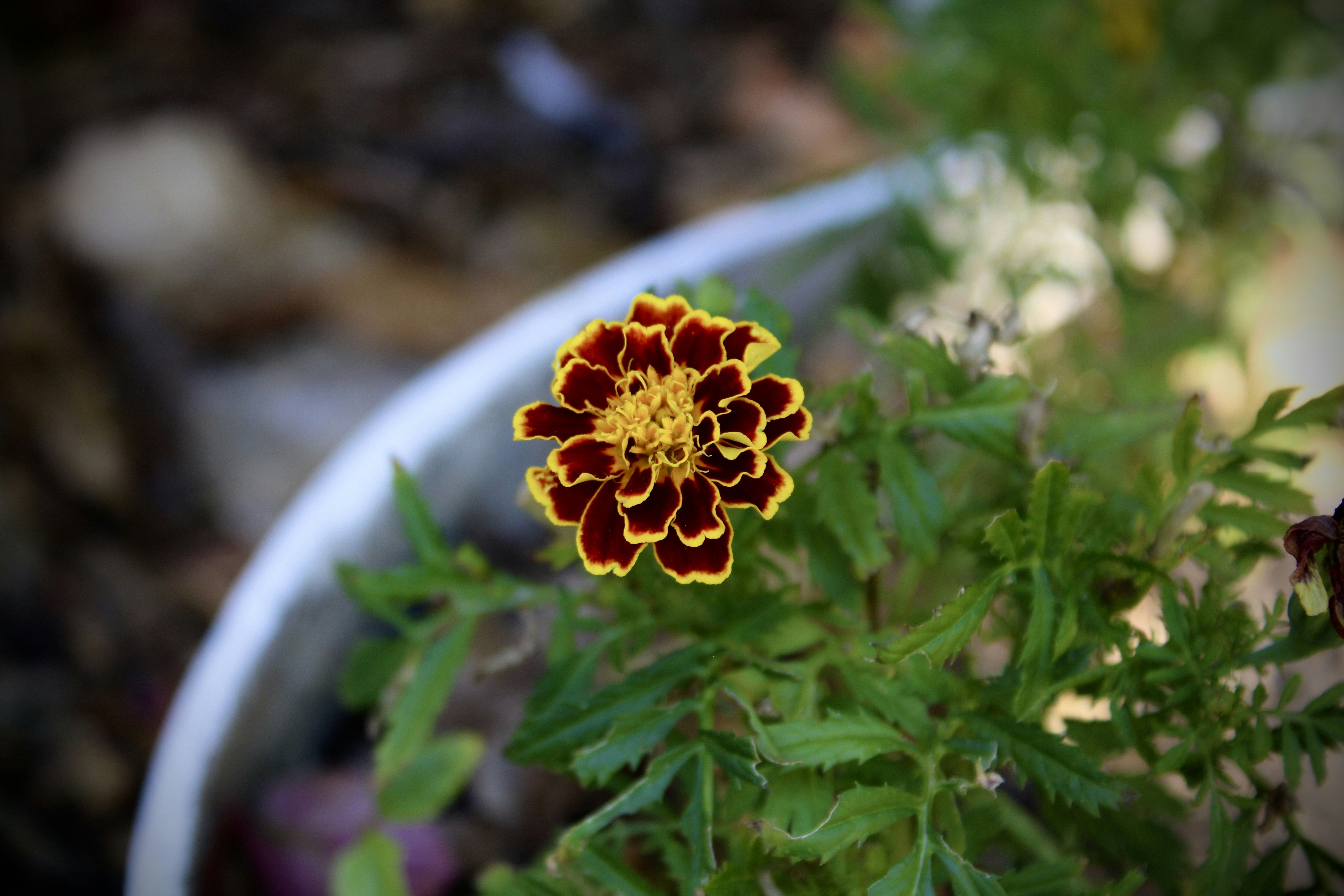 Marigold.