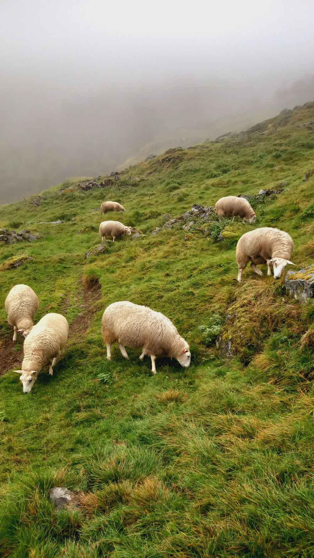 a herd of sheep grazing on a lush green hillside