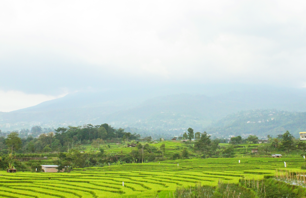 a lush green field covered in lots of green grass