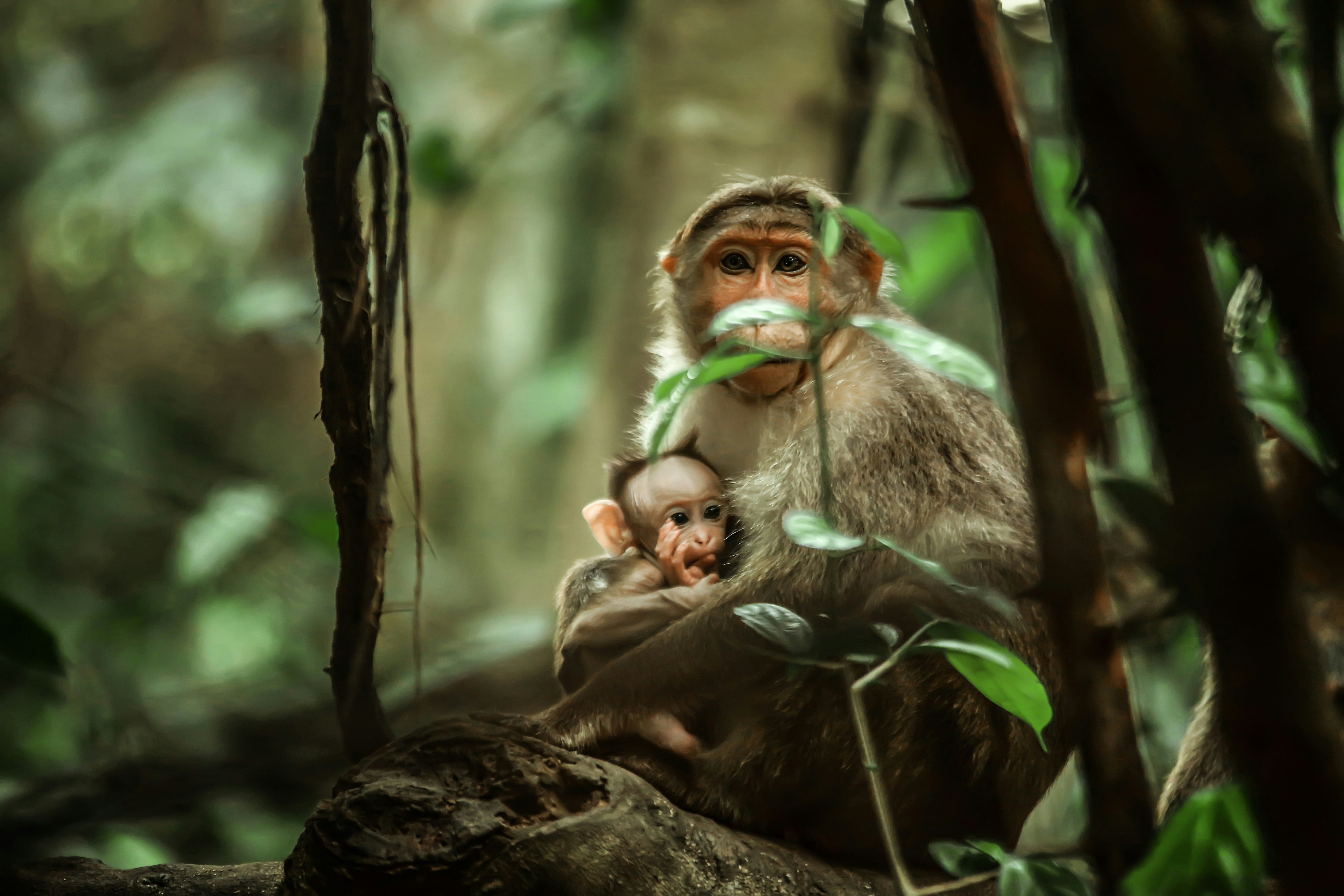 Photo by abhishek_ajith