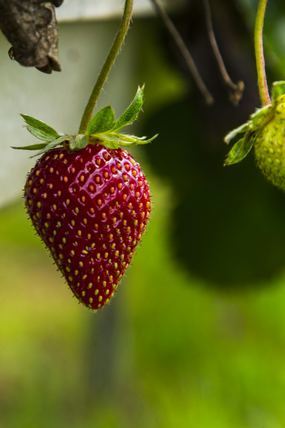 a close up of a strawberry hanging from a tree