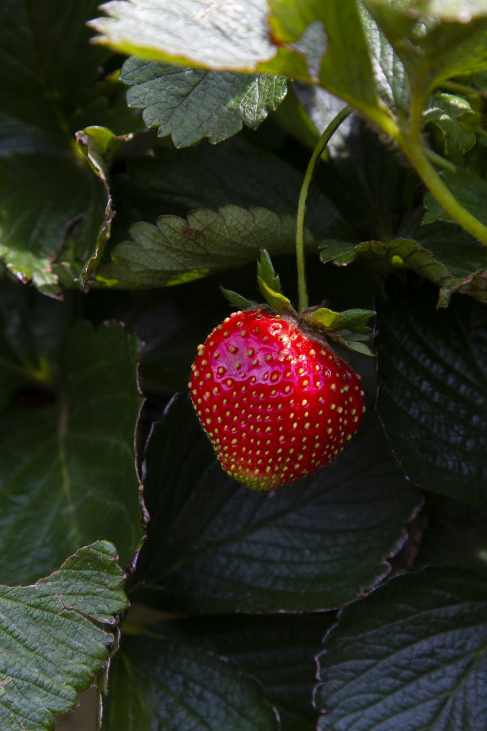 a strawberry hanging from a plant with green leaves