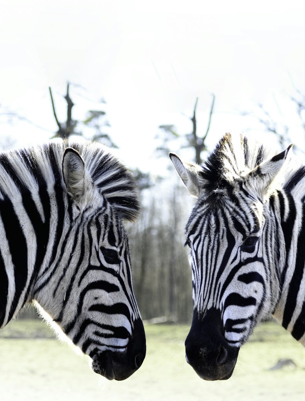 Una coppia di zebre in piedi l'una accanto all'altra