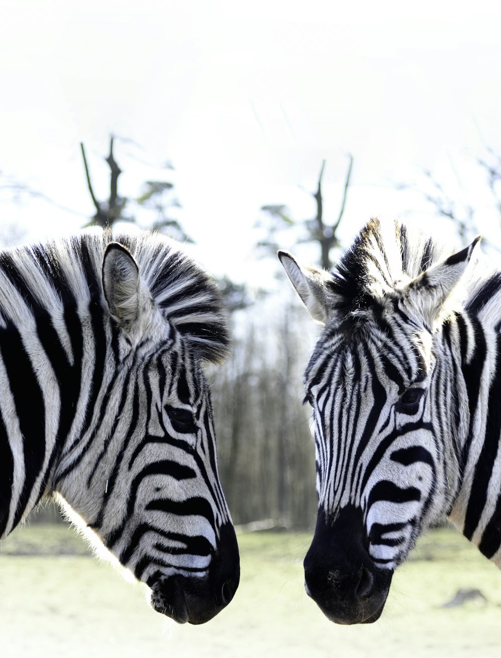 a couple of zebra standing next to each other