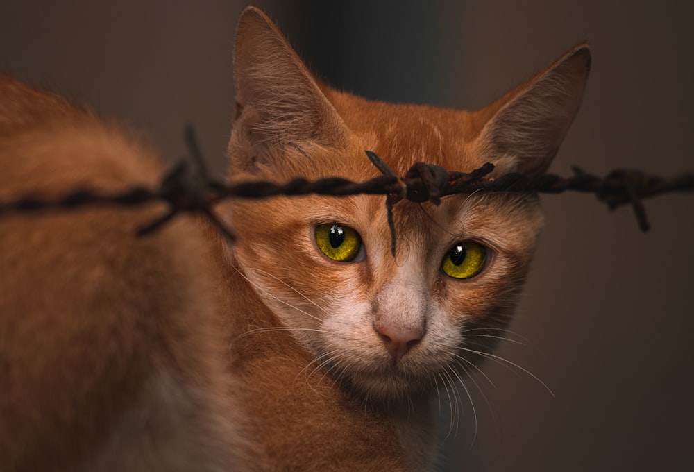 a cat with yellow eyes behind a barbed wire fence