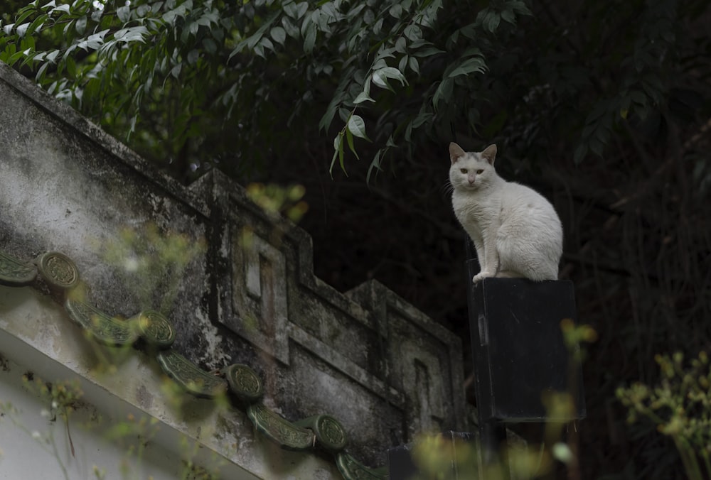 a white cat sitting on top of a roof