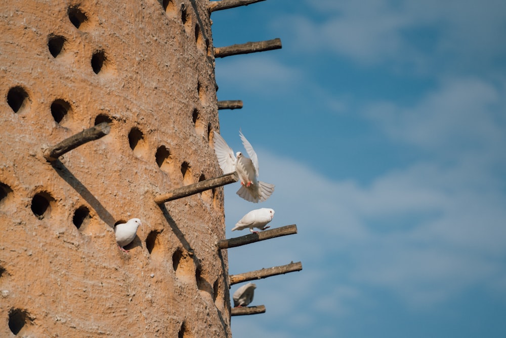 Una bandada de pájaros sentados en la parte superior de un edificio