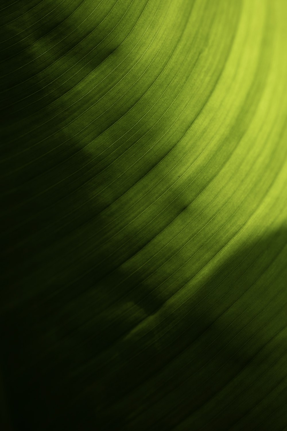 a close up view of a green leaf