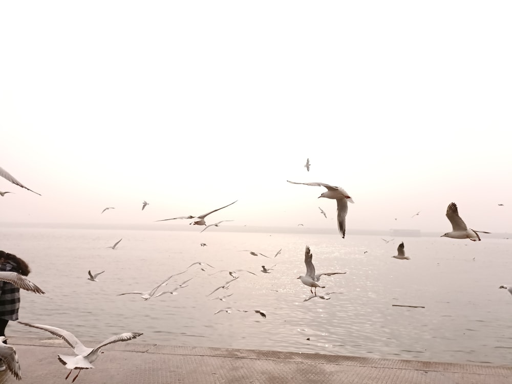 a flock of seagulls flying over a body of water