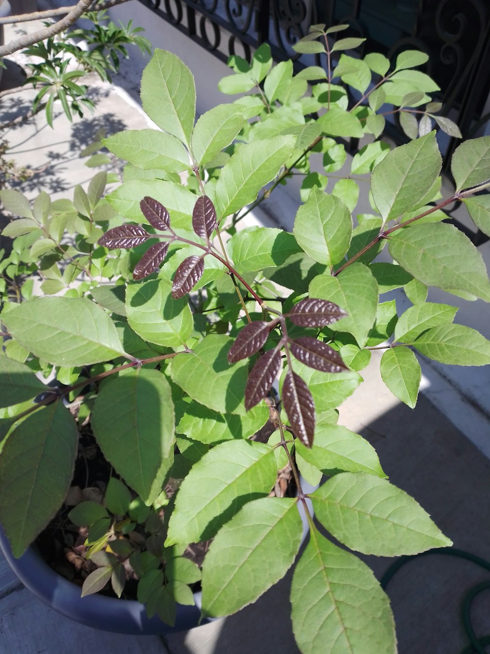 a plant with green leaves in a blue pot