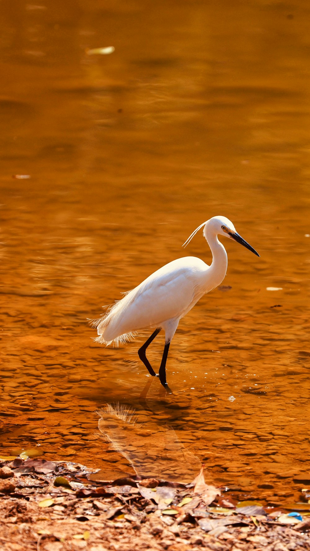 a white bird standing in a body of water