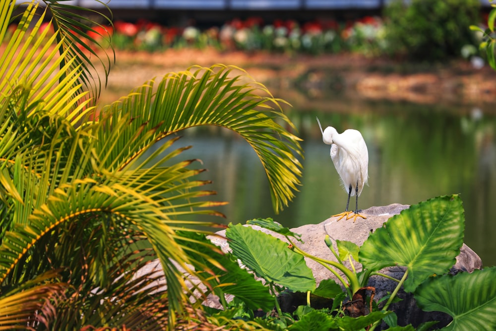 a white bird standing on a rock next to a pond