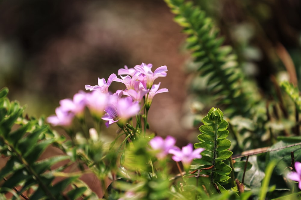 a bunch of purple flowers that are in the grass