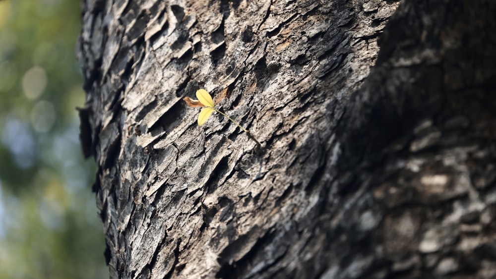 a small yellow butterfly sitting on the bark of a tree