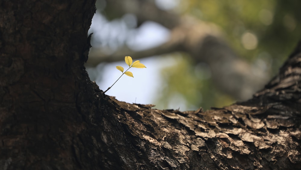 a small yellow flower sitting on top of a tree