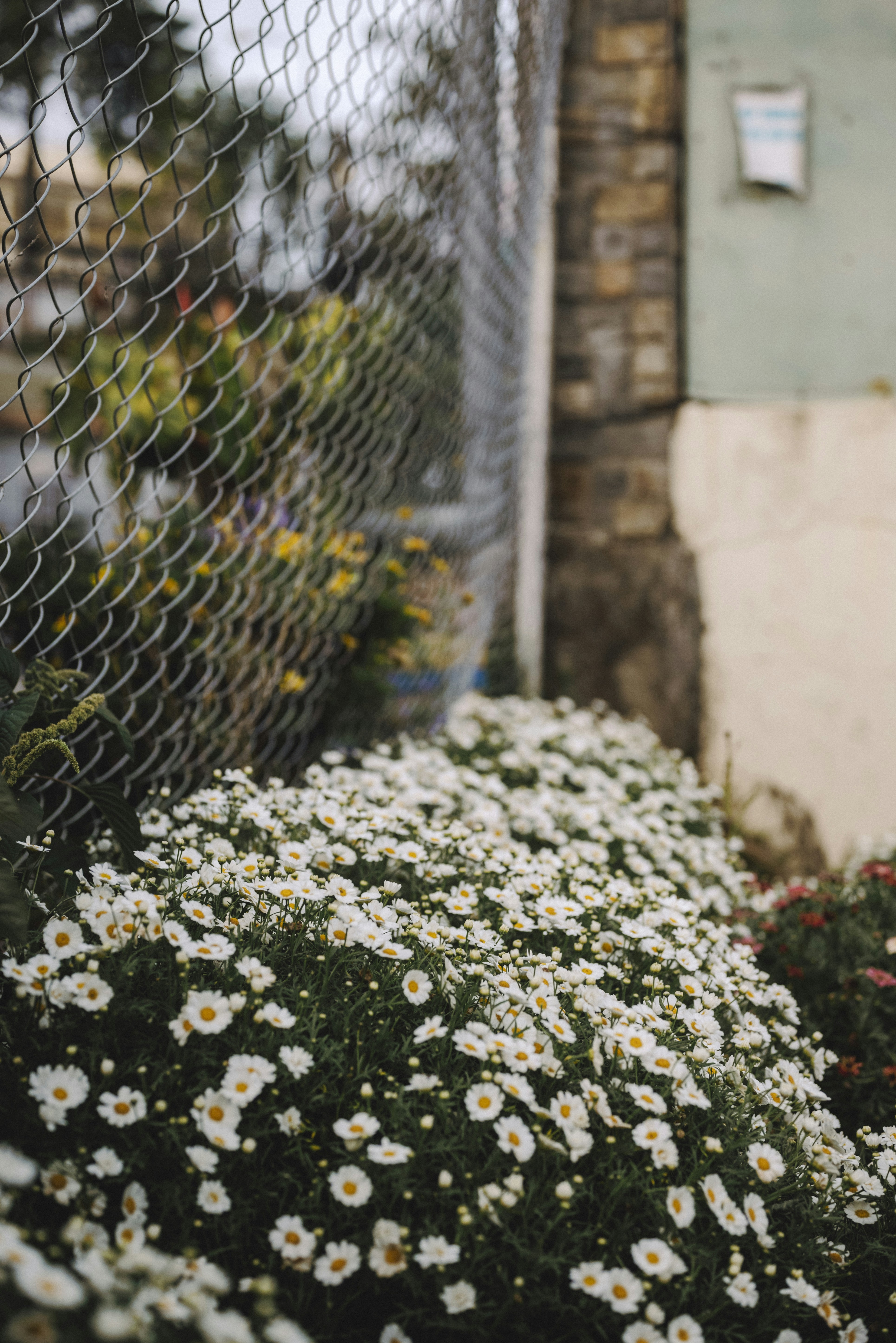 The Best Flowers to Plant for Bees in May