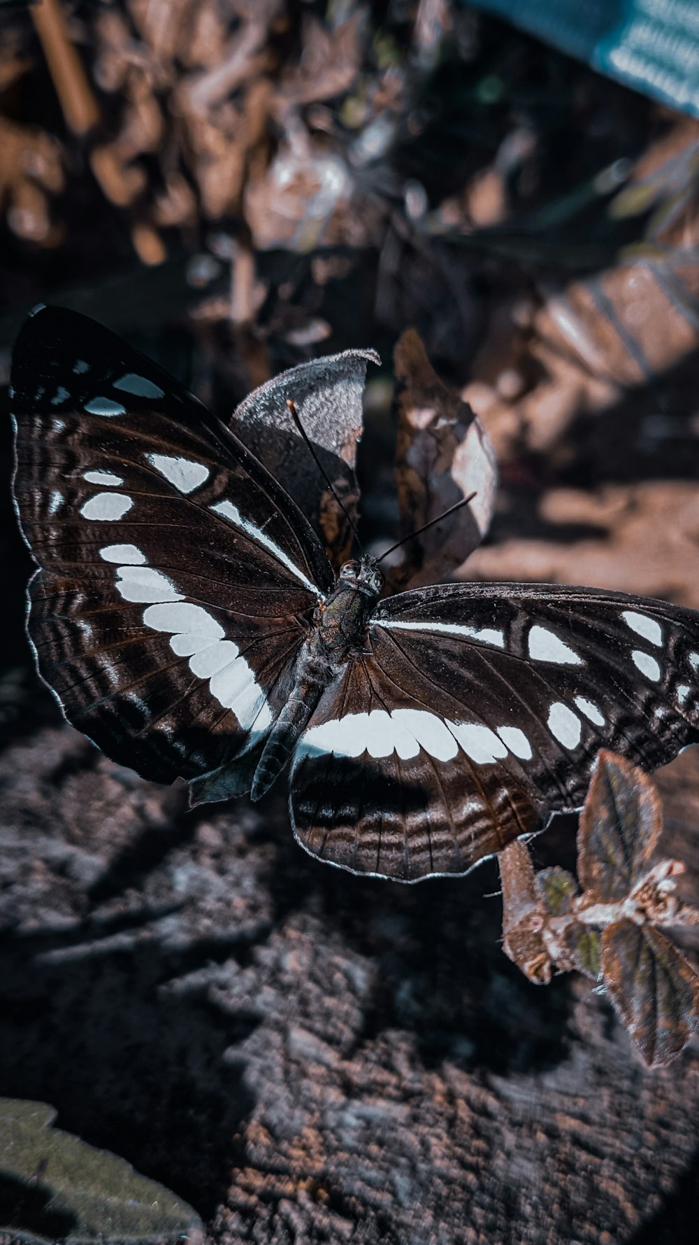 a close up of a butterfly on a rock