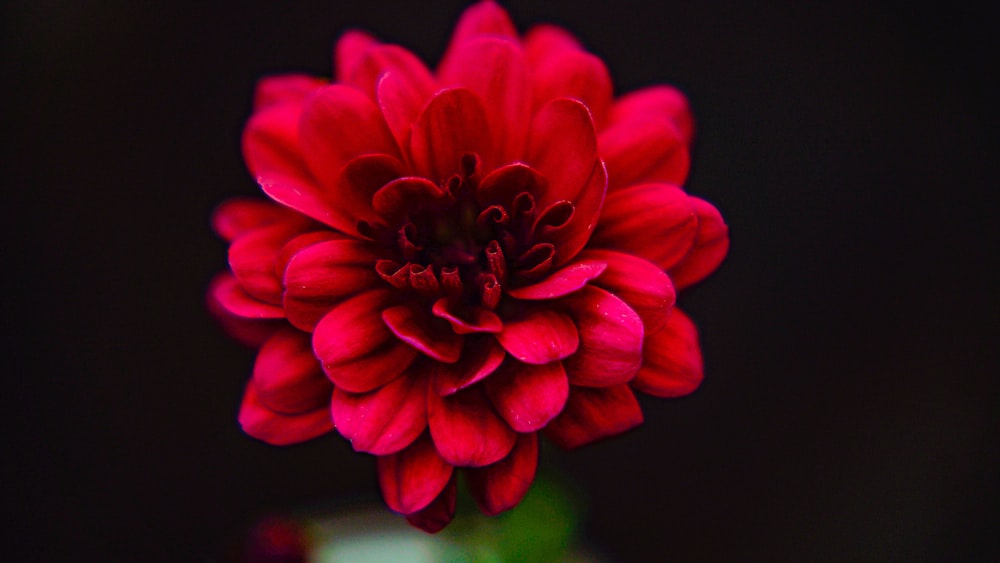 a red flower with a black background