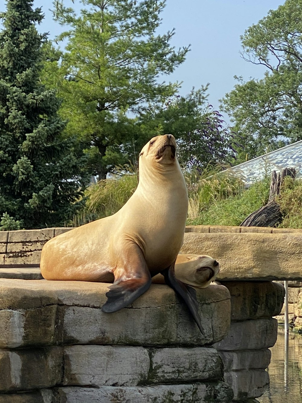 a seal sitting on top of a stone wall