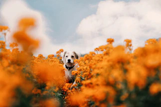 A friendly golden retriever puppy sitting in a sunny field of wildflowers.