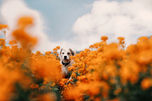 A friendly golden retriever puppy sitting in a sunny field of wildflowers.