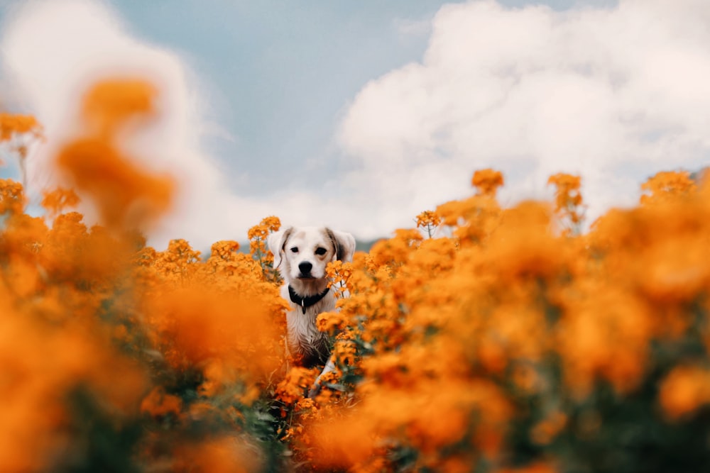 a dog in a field of yellow flowers