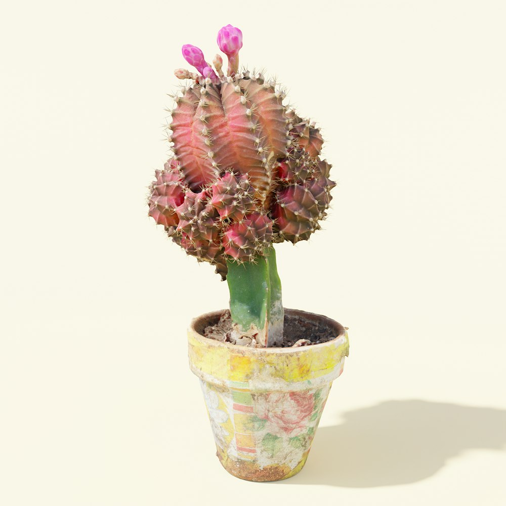 a cactus in a flower pot on a white background