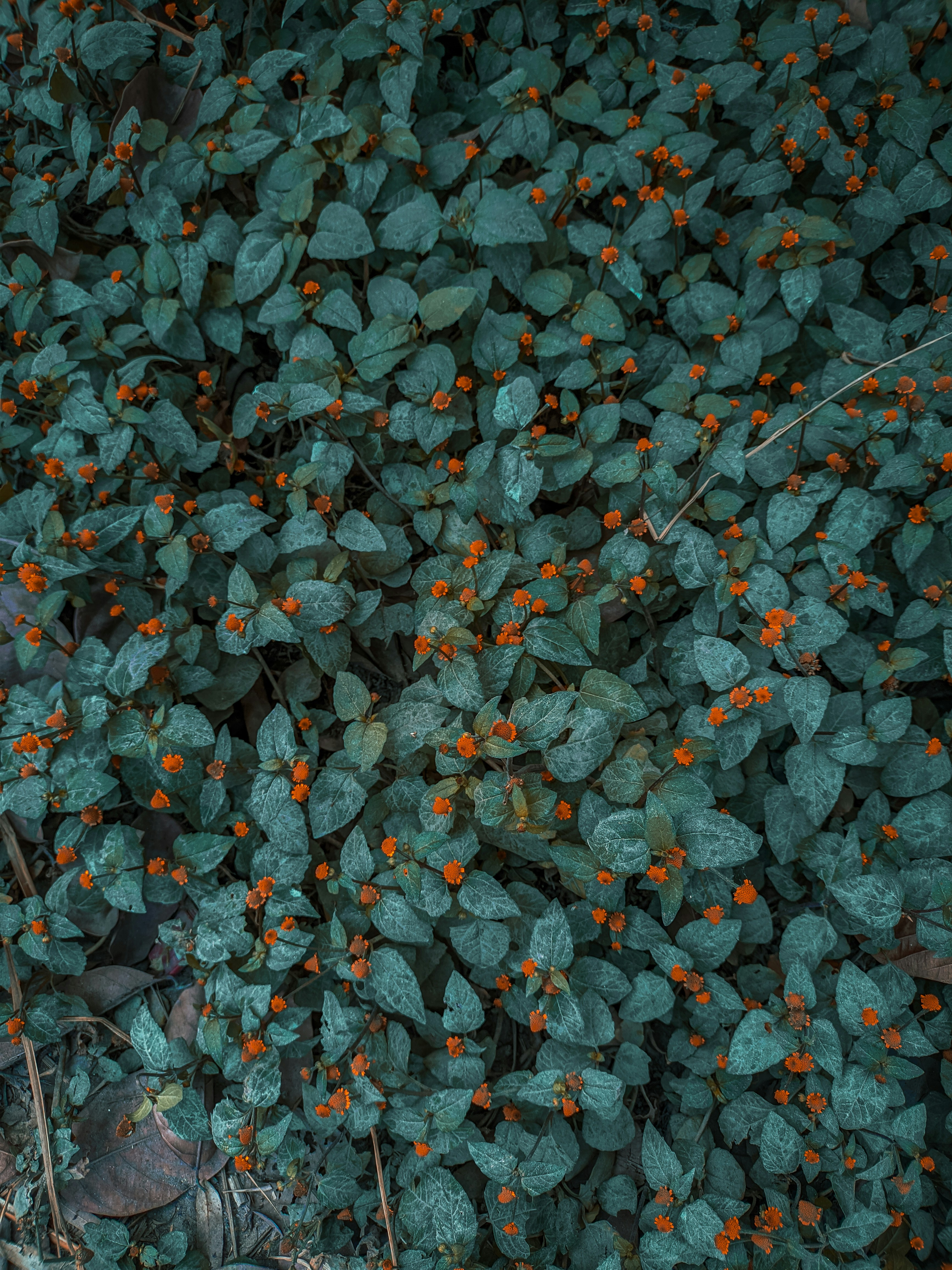 Photo by mubinurrahmanmrp