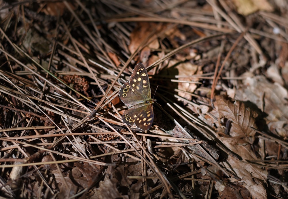 a butterfly sitting on the ground in the woods