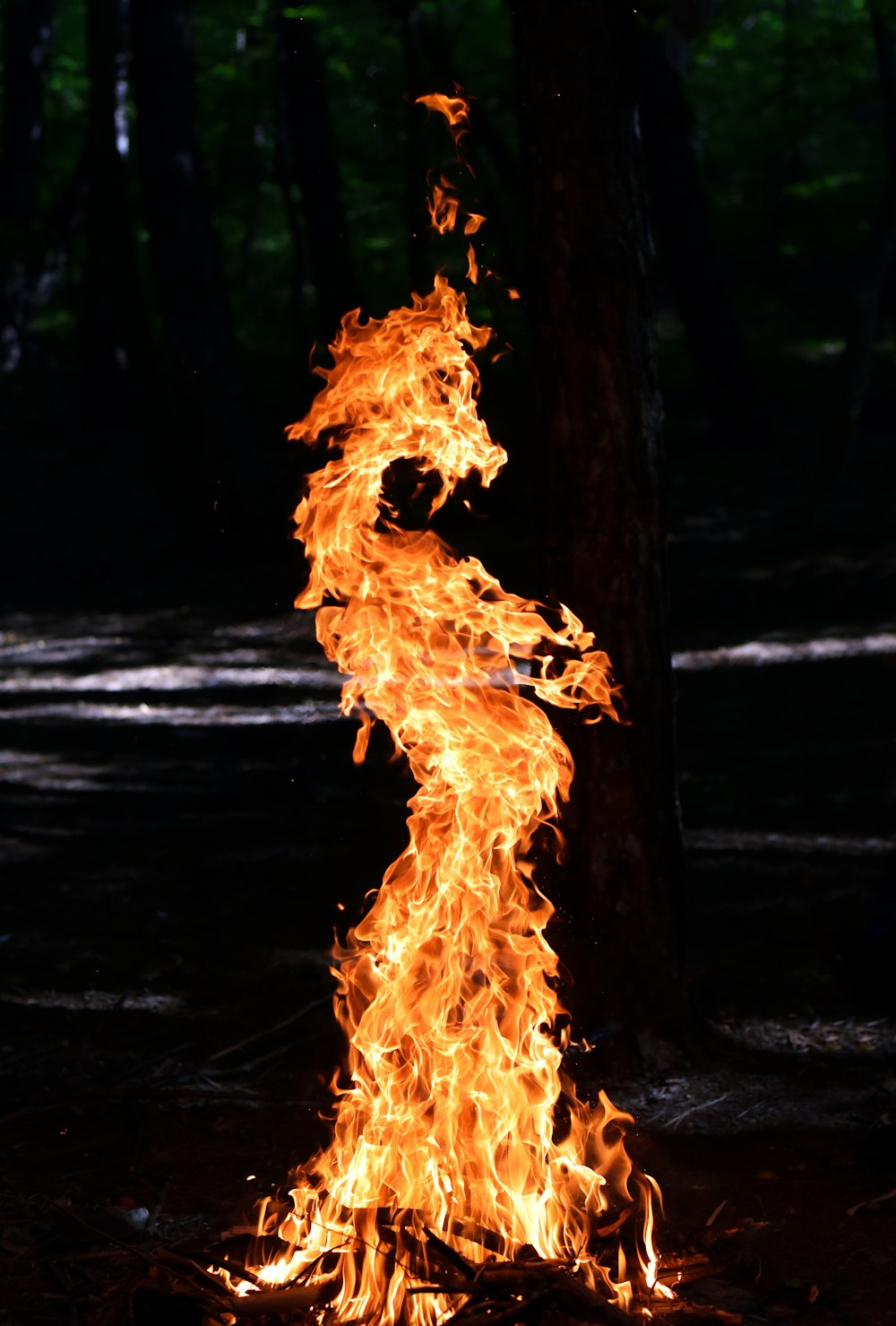 a large fire blazing in the middle of a forest