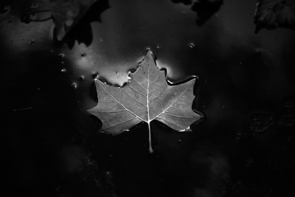 a leaf floating on top of a body of water