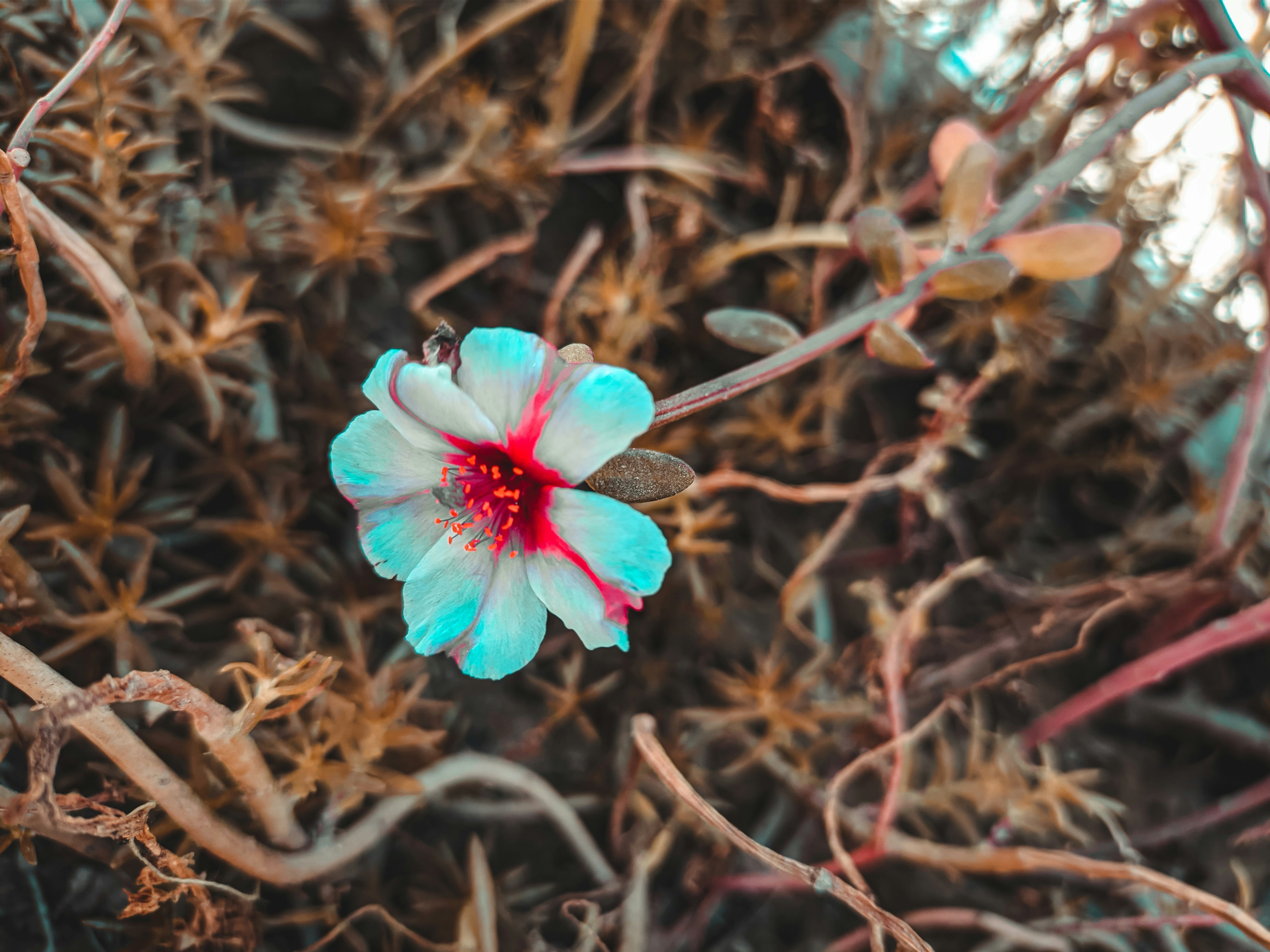 Desert Blossom Wives Club's image