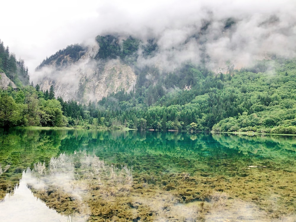 a body of water surrounded by a forest