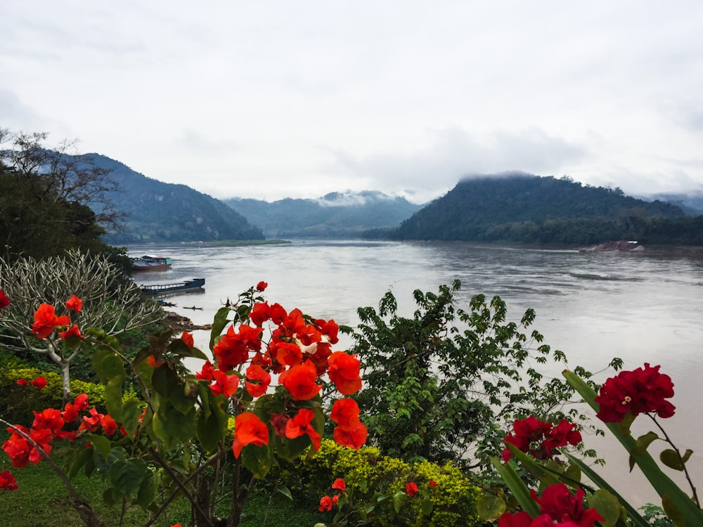 a river with red flowers and a boat in the water