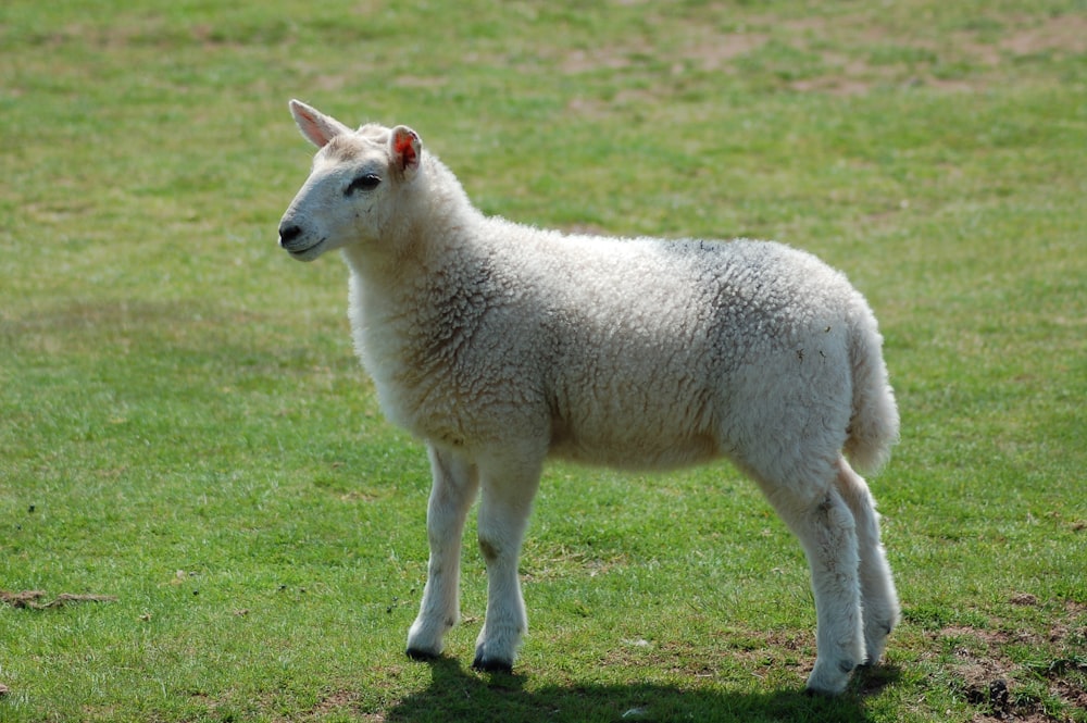 a white sheep standing on top of a lush green field