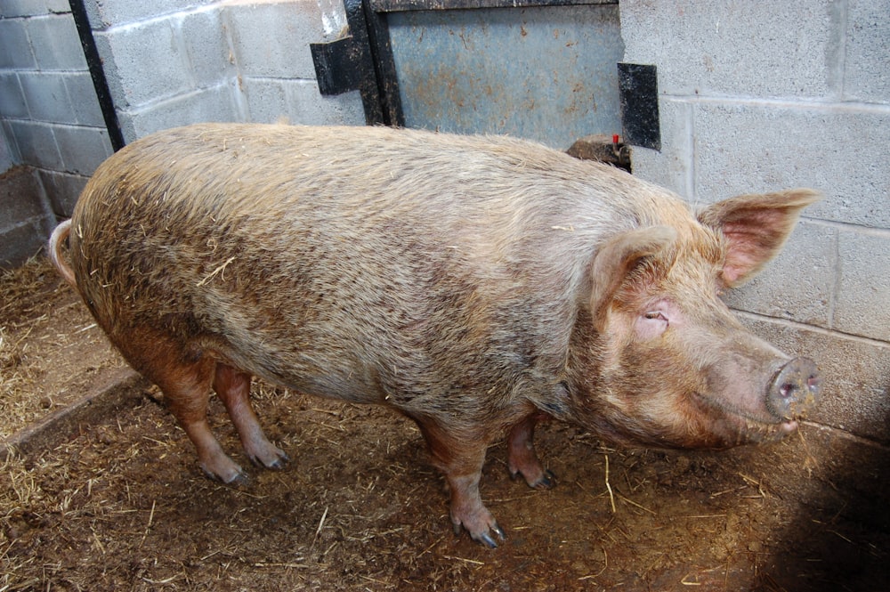 a large pig standing on top of a pile of hay