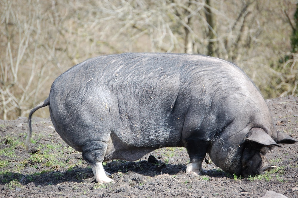 a large gray animal standing on top of a dirt field