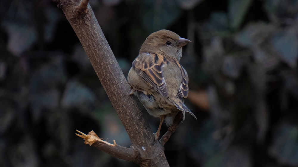 a small bird perched on a tree branch