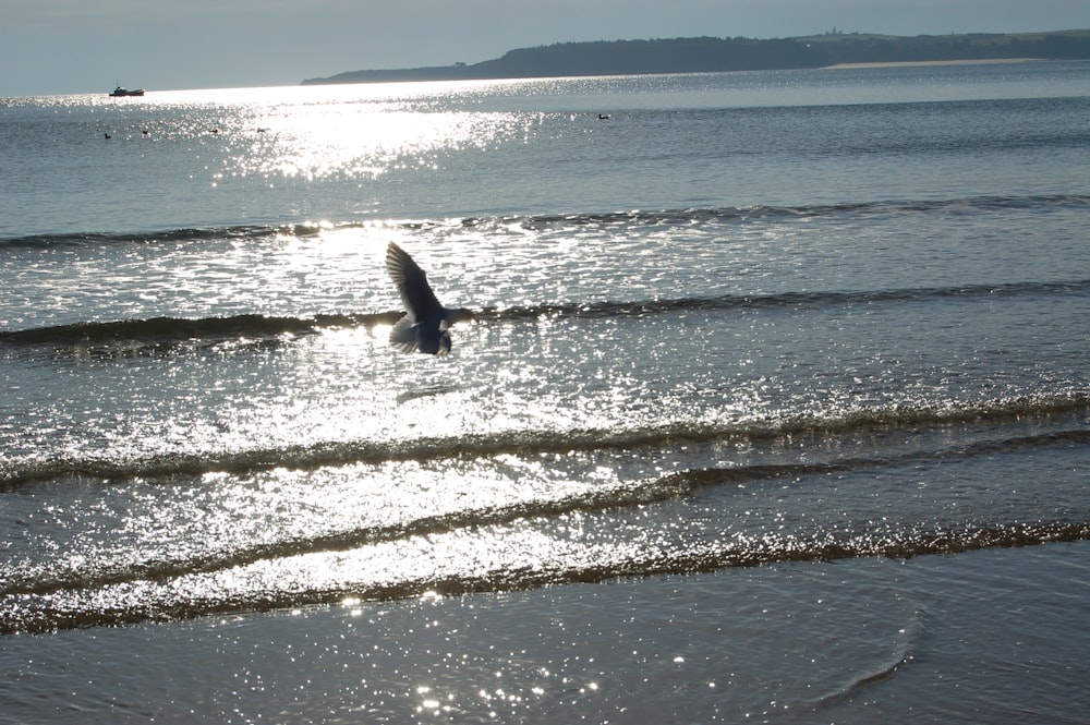 a bird flying over a body of water