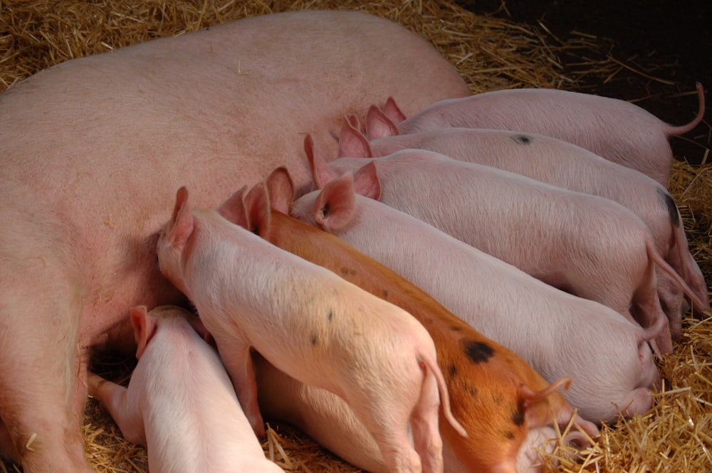 a group of pigs laying on top of a pile of hay