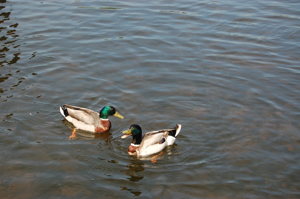 two ducks are swimming in the water together