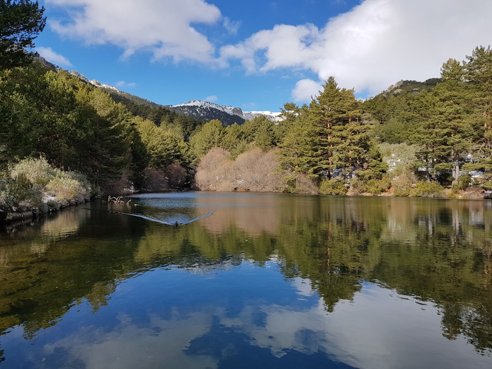 a body of water surrounded by trees and mountains