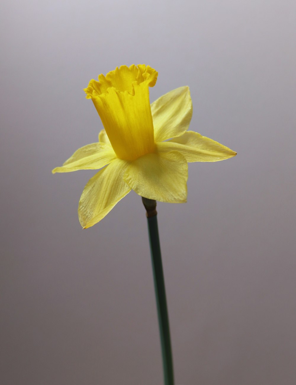 a single yellow daffodil flower in a vase