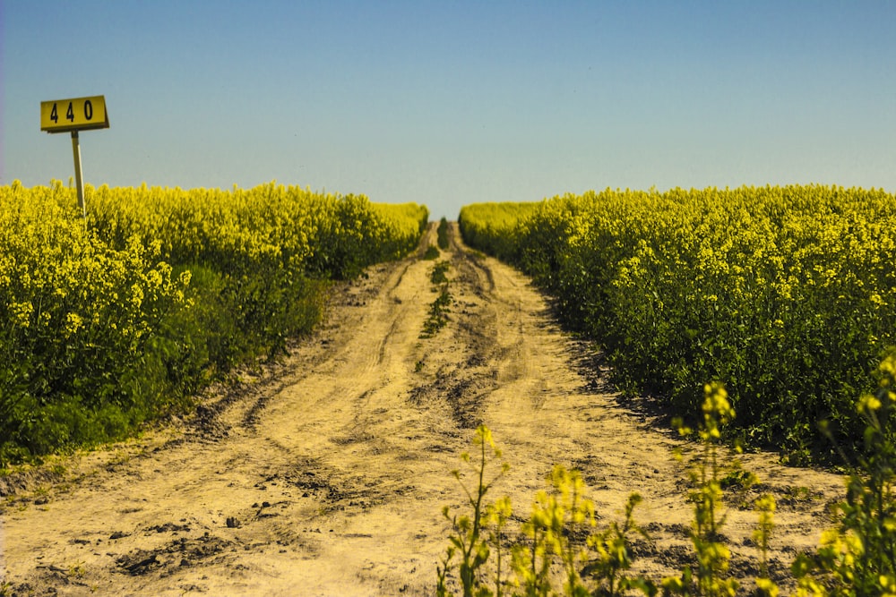 Un chemin de terre au milieu d’un champ