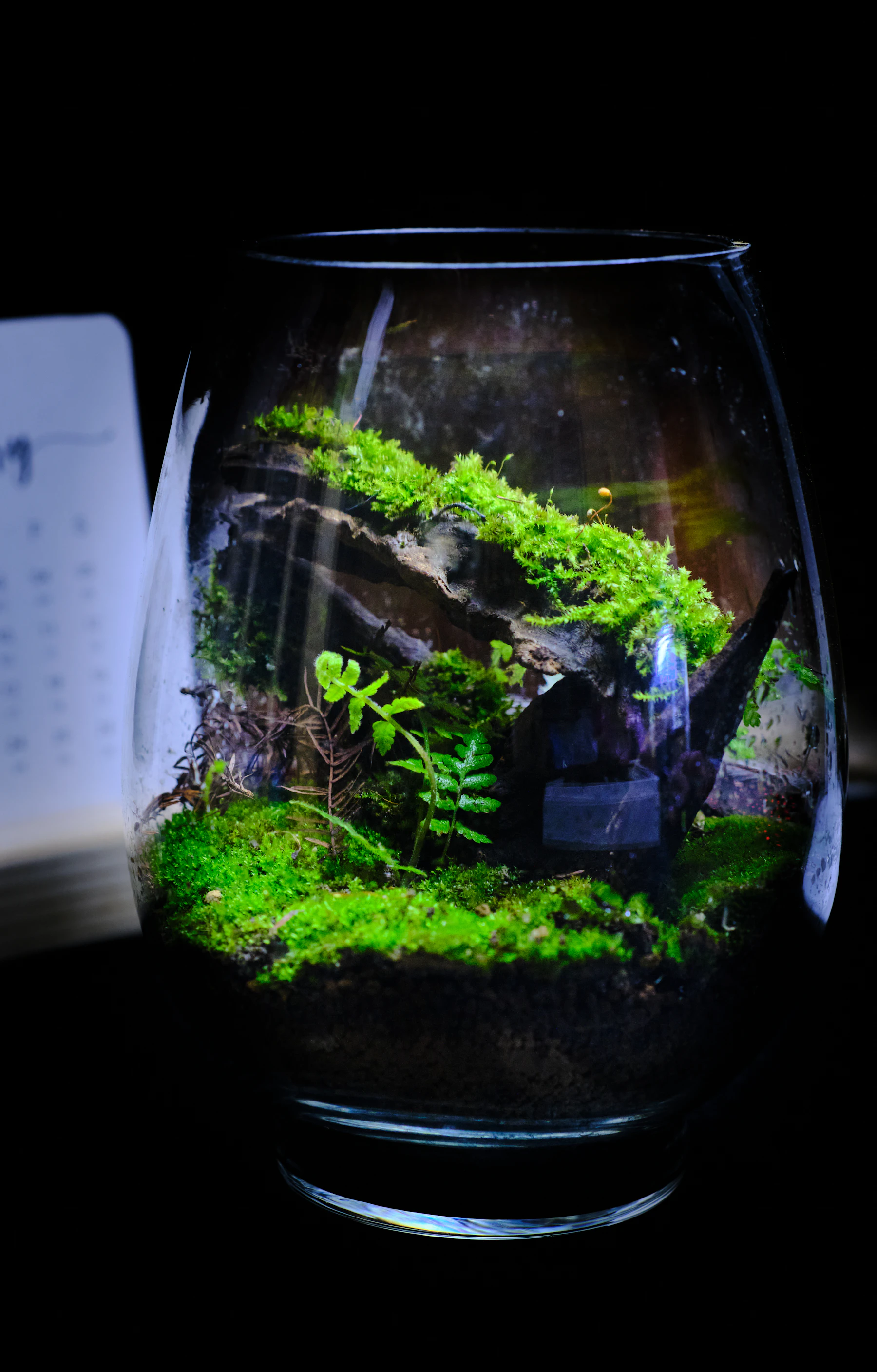 An open glass vase holding a slope of bright moss and a few small ferns, lit against a dark room