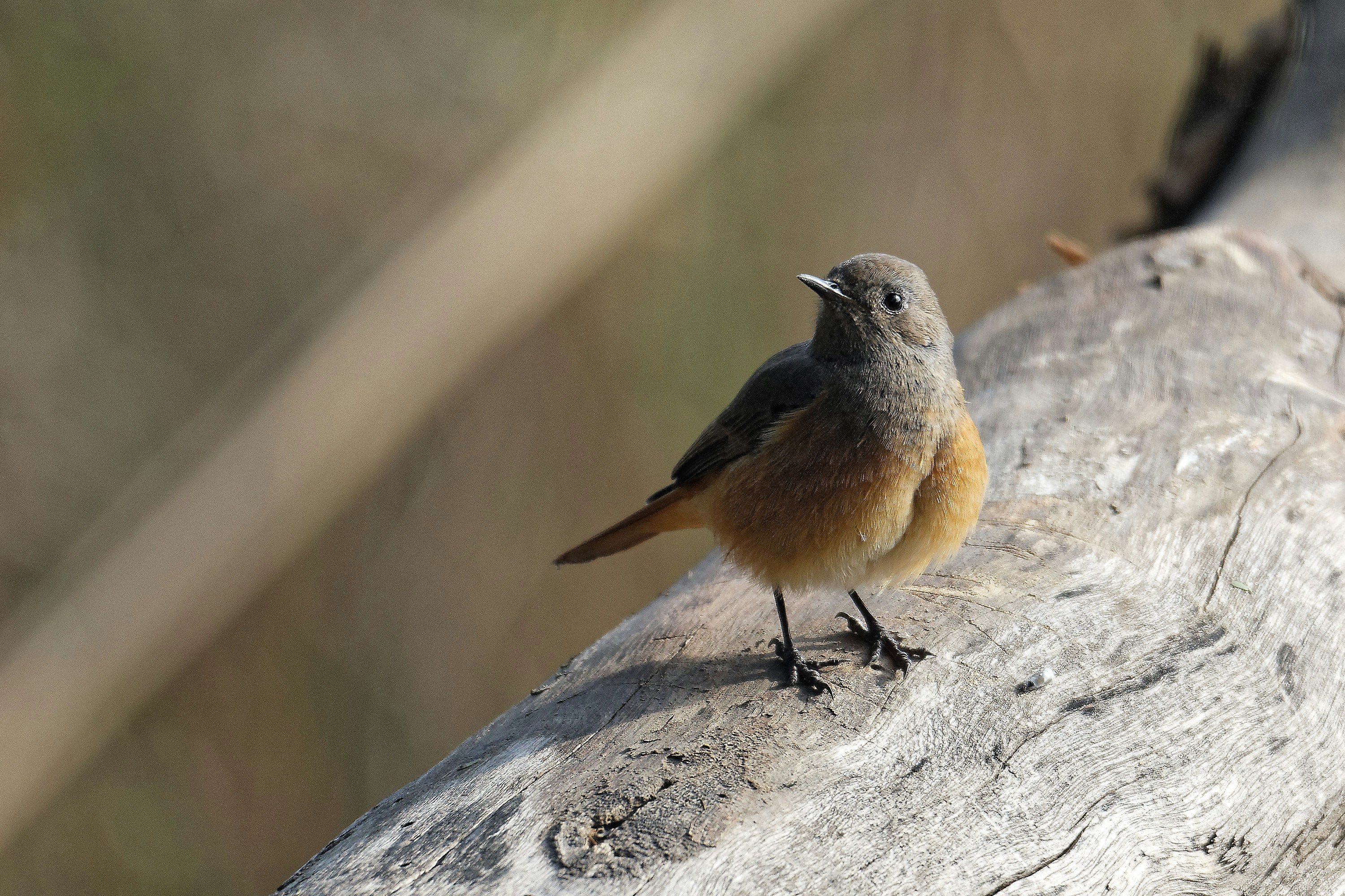 un piccolo uccello seduto su un ramo dell'albero