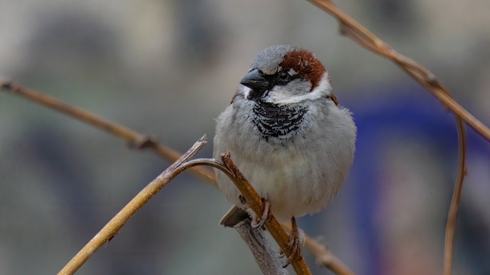 a small bird sitting on top of a tree branch